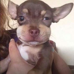 Meet your Posher, Alivia